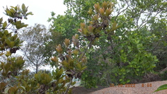 Combretum moggii