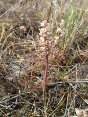 Lachenalia contaminata