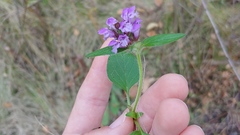 Prunella vulgaris vulgaris