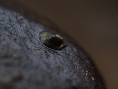 Ancylus fluviatilis