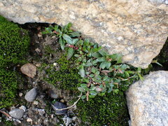 Epilobium anagallidifolium