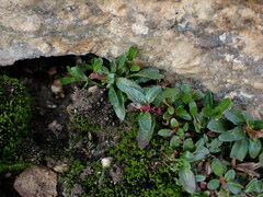 Epilobium anagallidifolium