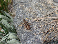 Melanoplus washingtonius