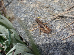 Melanoplus washingtonius