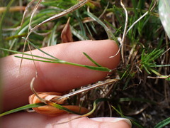 Caryophyllaceae