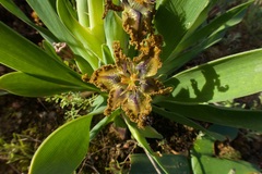 Ferraria variabilis