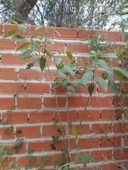 Solanum granulosoleprosum