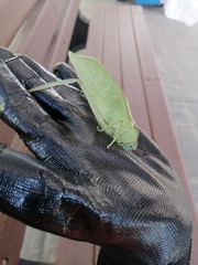 Stilpnochlora azteca