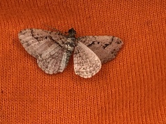 Costaconvexa