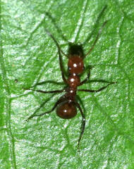 Camponotus dimorphus