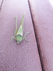 Stilpnochlora azteca