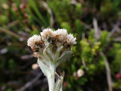 Antennaria lanata