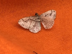 Costaconvexa