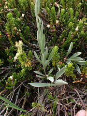 Antennaria lanata