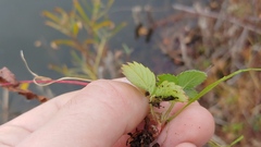 Fragaria virginiana grayana
