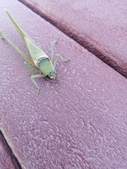 Stilpnochlora azteca