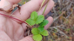 Fragaria virginiana grayana