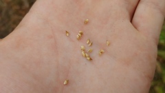 Echinochloa muricata microstachya