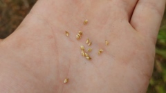 Echinochloa muricata microstachya