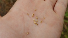 Echinochloa muricata microstachya