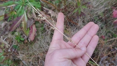 Echinochloa muricata microstachya