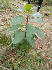 Phytolacca dioica