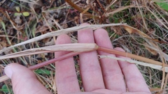 Echinochloa muricata microstachya
