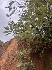 Brachylaena transvaalensis