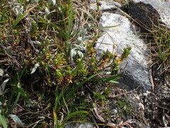 Phyllodoce glanduliflora