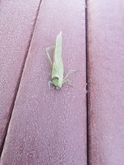 Stilpnochlora azteca