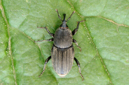 zrniar veľký (Sphenophorus striatopunctatus)