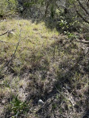 Sporobolus vaginiflorus