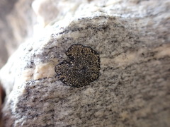 Dimelaena