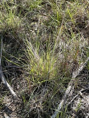 Sporobolus vaginiflorus