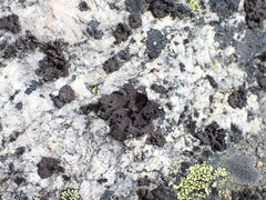 Umbilicaria