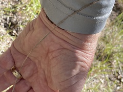 Sporobolus vaginiflorus