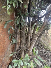 Brachylaena transvaalensis