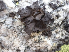 Umbilicaria