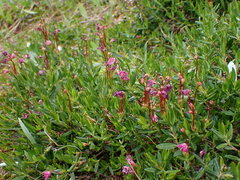 Kalmia microphylla