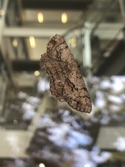 Cymatophora approximaria