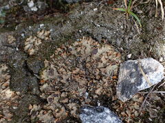 Solorina crocea