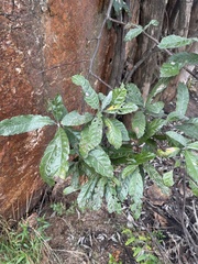 Brachylaena transvaalensis