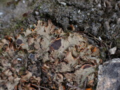 Solorina crocea