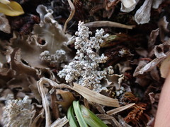 Stereocaulon