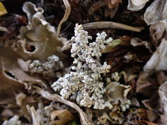Stereocaulon