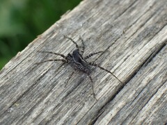Pardosa