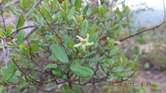 Cryptolepis delagoensis