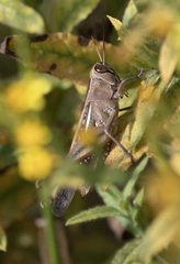 Eyprepocnemis plorans