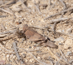 Oedipoda