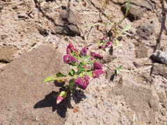 Norvellina chenopodii